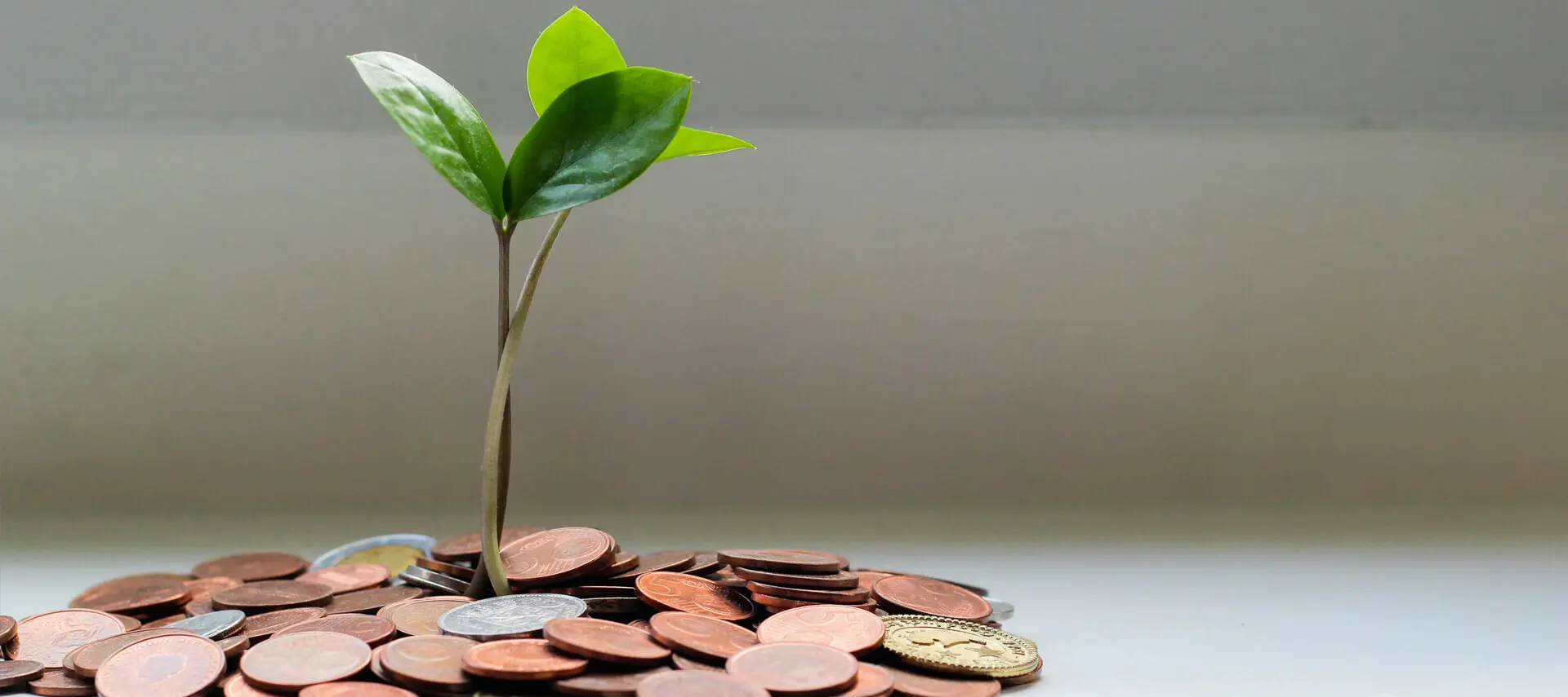 A plant growing from some coins on top of a table.